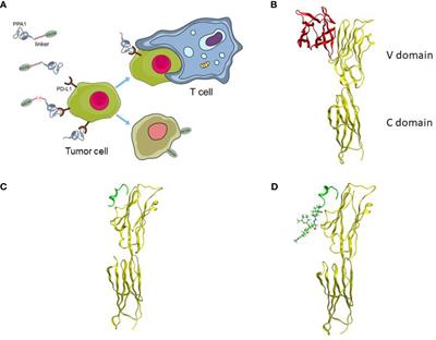 A Novel Strategy Conjugating PD-L1 Polypeptide With Doxorubicin Alleviates Chemotherapeutic Resistance and Enhances Immune Response in Colon Cancer